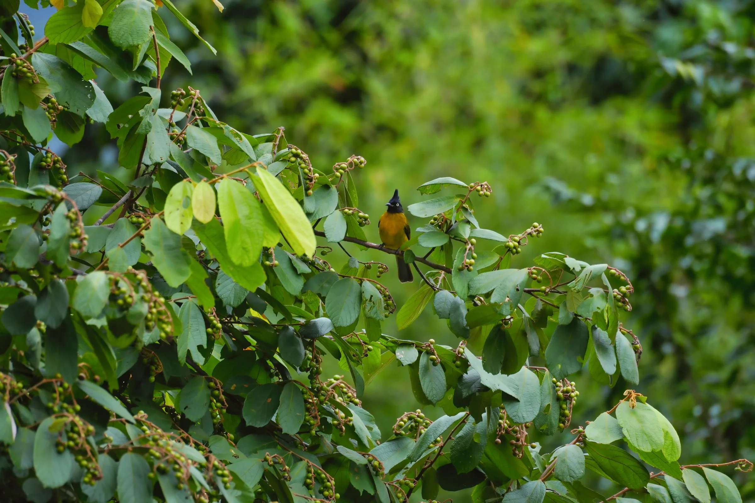 Black-crested Bulbul in the leaves