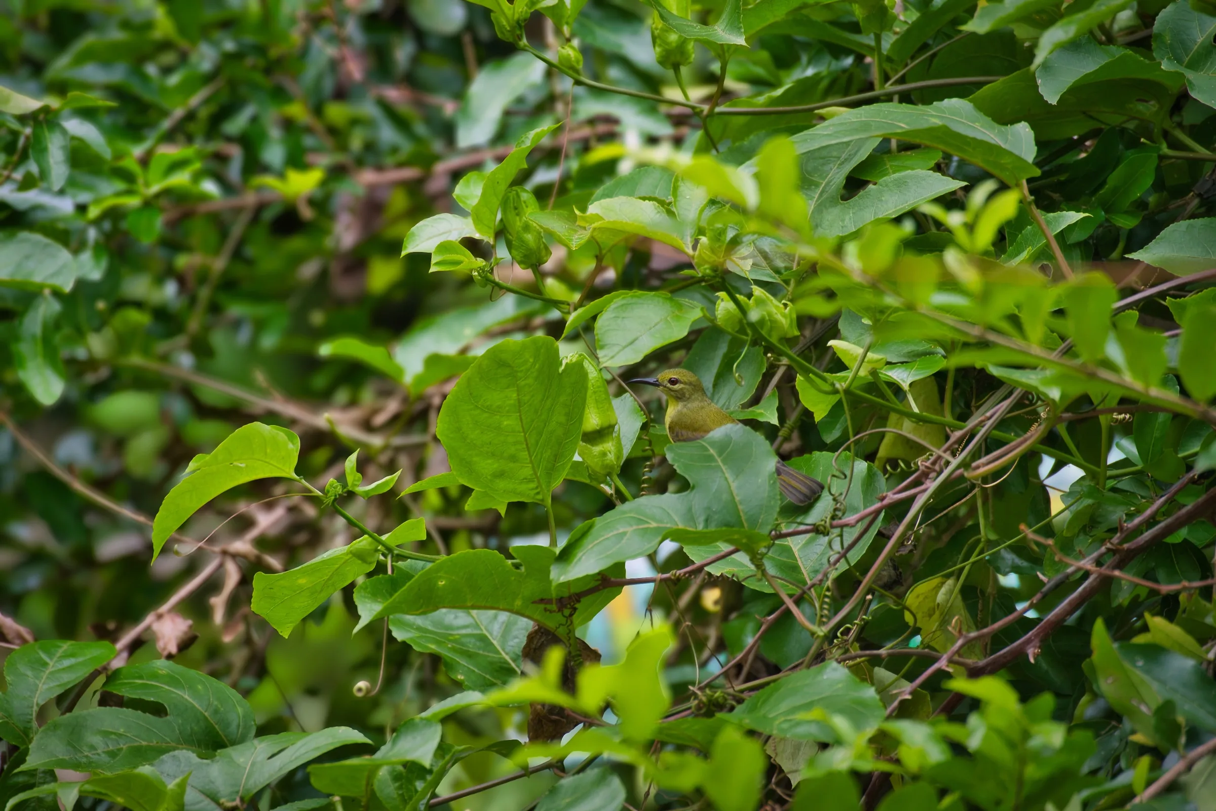 Olive-backed Sunbird in the passionfruit vine